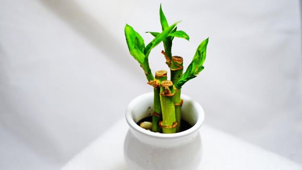 Close-up view of lucky bamboo plant trip in a decorative white pot.