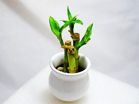 Close-up view of lucky bamboo plant trip in a decorative white pot.