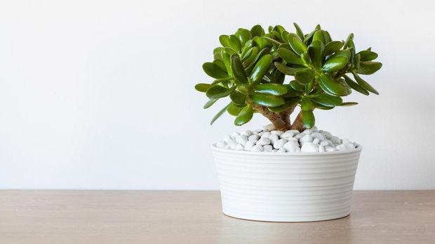 houseplant Crassula ovata jade plant money tree in white pot