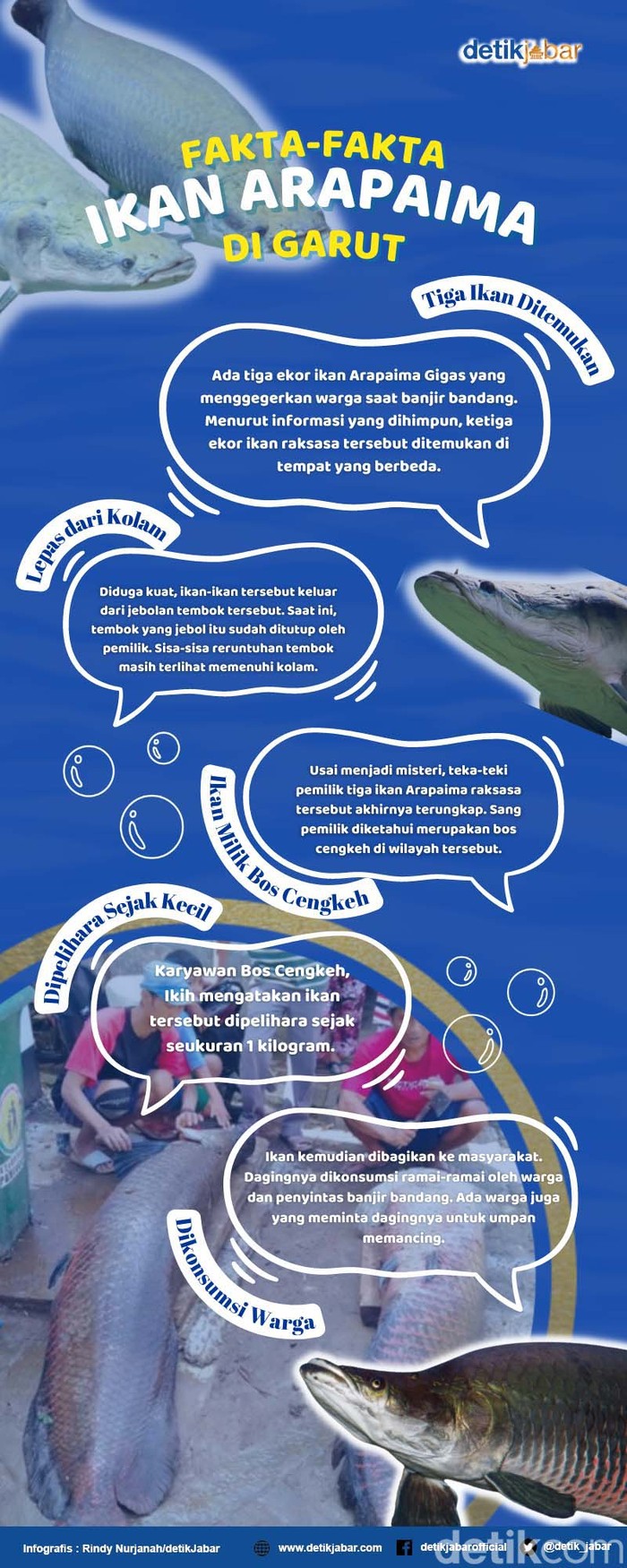 Infografis fakta-fakta kemunculan ikan arapaima di Garut Infografis fakta-fakta kemunculan ikan arapaima di Garut