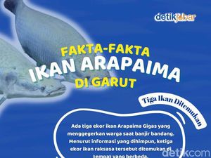Fakta-fakta Kemunculan Ikan Arapaima di Garut