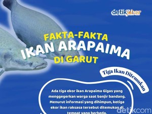 Fakta-fakta Kemunculan Ikan Arapaima di Garut