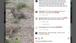 Sekilas Pandang Jurassic Park TN Komodo yang Diresmikan Jokowi