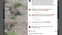 Komodo di sekitar spot Jurassic Park TN Komodo di Pulau Rinca.