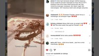Traveler juga akan melihat sekilas museum yang ada di Jurassic Park TN Komodo di Pulau Rinca. Pada kesempatan itu, Jokowi melihat tulang belulang komodo yang dipajang di dalam etalase.