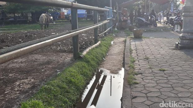 Kandang kebo bule Keraton Solo sisi barat, Jumat (22/7/2022).