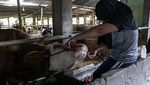 Kasihan, Sapi-sapi di Peternakan Yogyakarta Ini Terinfeksi PMK
