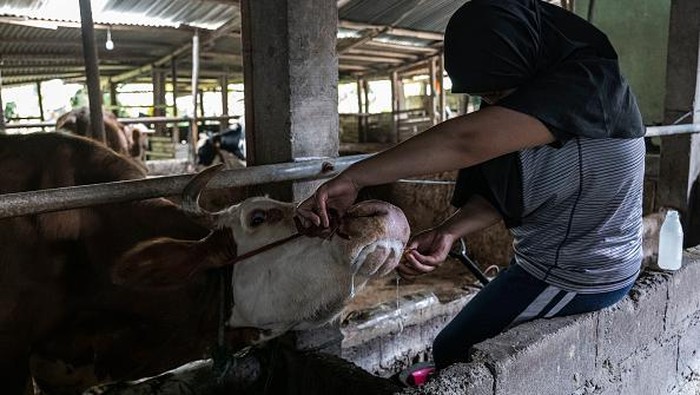 YOGYAKARTA, INDONESIA - JULY 22: A worker treats a cow infected with foot and mouth disease at a cattle farm on July 22, 2022 in Yogyakarta, Indonesia. Indonesia is battling an outbreak of foot and mouth disease, a highly-contagious disease that affects hooved animals such as cows and pigs and threatens to devastate the livestock industry if not erradicated. (Photo by Ulet Ifansasti/Getty Images)