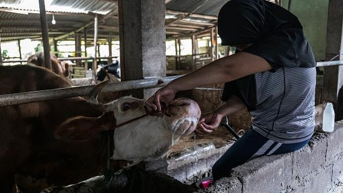 Kasihan, Sapi-sapi di Peternakan Yogyakarta Ini Terinfeksi PMK YOGYAKARTA, INDONESIA - JULY 22: A worker treats a cow infected with foot and mouth disease at a cattle farm on July 22, 2022 in Yogyakarta, Indonesia. Indonesia is battling an outbreak of foot and mouth disease, a highly-contagious disease that affects hooved animals such as cows and pigs and threatens to devastate the livestock industry if not erradicated. (Photo by Ulet Ifansasti/Getty Images)