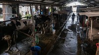 Menurut data Dinas Pertanian dan Ketahanan Pangan (DPKP) DIY, total pupulasi hewan ternak di DIY untuk sapi sekitar 300.000 ekor, dan domba 400.000 ekor.