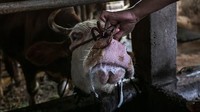 Petugas menunjukkan salah satu sapi di peternakan tersebut.