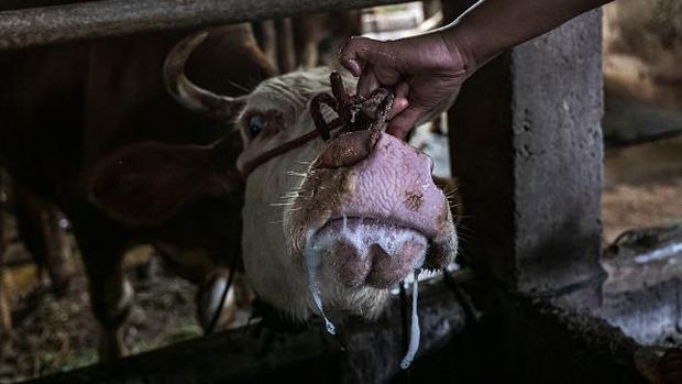 YOGYAKARTA, INDONESIA - JULY 22: A worker treats a cow infected with foot and mouth disease at a cattle farm on July 22, 2022 in Yogyakarta, Indonesia. Indonesia is battling an outbreak of foot and mouth disease, a highly-contagious disease that affects hooved animals such as cows and pigs and threatens to devastate the livestock industry if not erradicated. (Photo by Ulet Ifansasti/Getty Images)