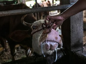 Jurus Pemerintah Lawan Penyakit PMK