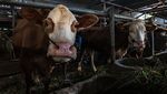 Kasihan, Sapi-sapi di Peternakan Yogyakarta Ini Terinfeksi PMK