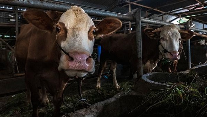 Kasihan, Sapi-sapi di Peternakan Yogyakarta Ini Terinfeksi PMK YOGYAKARTA, INDONESIA - JULY 22: A worker treats a cow infected with foot and mouth disease at a cattle farm on July 22, 2022 in Yogyakarta, Indonesia. Indonesia is battling an outbreak of foot and mouth disease, a highly-contagious disease that affects hooved animals such as cows and pigs and threatens to devastate the livestock industry if not erradicated. (Photo by Ulet Ifansasti/Getty Images)