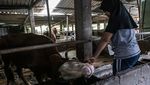 Kasihan, Sapi-sapi di Peternakan Yogyakarta Ini Terinfeksi PMK