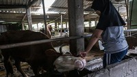 Hewan-hewan yang terjangkit PMK dilakukan pengobatan dan diberikan vitamin agar segera pulih.