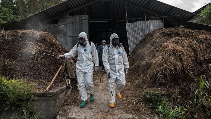 Kasihan, Sapi-sapi di Peternakan Yogyakarta Ini Terinfeksi PMK YOGYAKARTA, INDONESIA - JULY 22: A worker treats a cow infected with foot and mouth disease at a cattle farm on July 22, 2022 in Yogyakarta, Indonesia. Indonesia is battling an outbreak of foot and mouth disease, a highly-contagious disease that affects hooved animals such as cows and pigs and threatens to devastate the livestock industry if not erradicated. (Photo by Ulet Ifansasti/Getty Images)