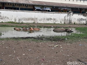 Warga Dilarang Dekati Kandang Kebo Bule Keraton Solo yang Mati Kena PMK