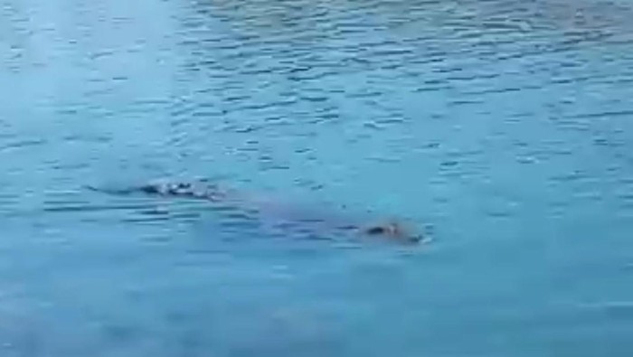 Kemunculan buaya di Polewali Mandar