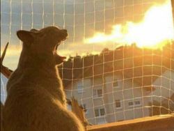 Kumpulan Foto yang Menipu, Harus Lihat dengan Fokus Biar Paham