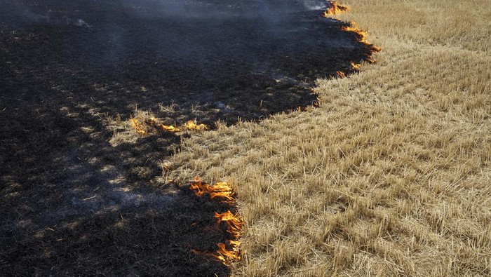 Kebakaran juga melanda ladang gandum di Ukraina.