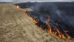 Ladang Gandum di Ukraina Terbakar