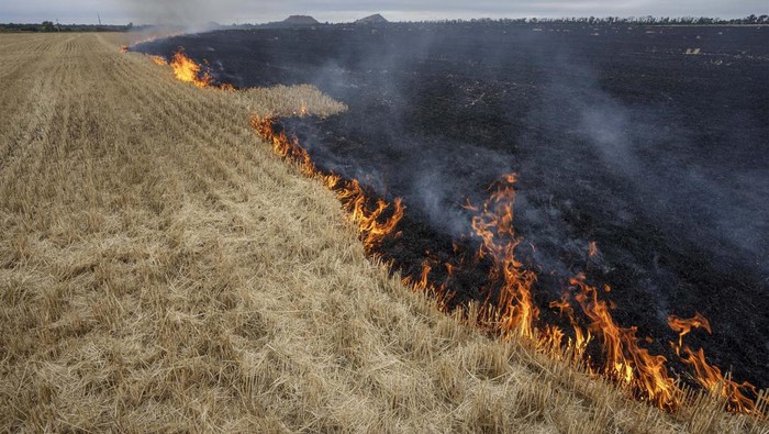 Kebakaran juga melanda ladang gandum di Ukraina.