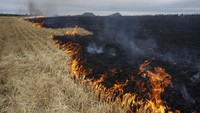 Api melalap tanaman gandum di pinggiran Kurakhove, Donetsk Oblast, Ukraina, Kamis (21/7/2022). Belum diketahui penyebab kebakaran.
