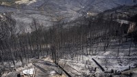 Hutan yang sebelumnya hijau kini telah hangus diamuk si jago merah.