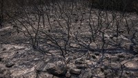 Seperti diketahui, beberapa negara di Eropa tengah dilanda gelombang panas yang menyebabkan kebakaran hutan.