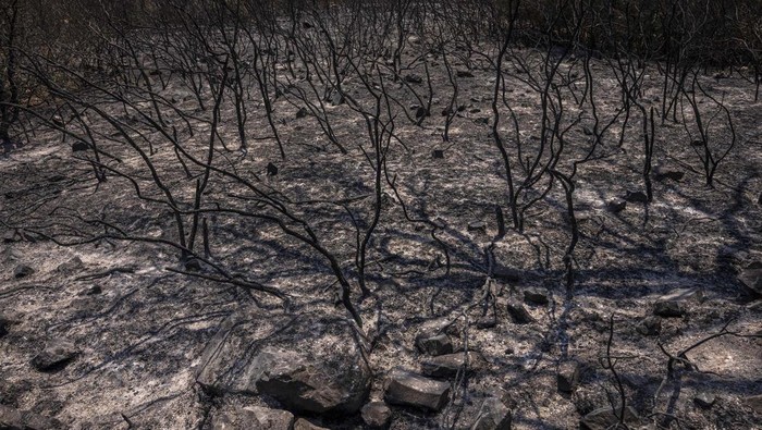 Penampakan Hutan di Spanyol yang Gosong Akibat Kebakaran A view of the forest after a wildfire near the town of El Pont de Vilomara, Spain, Tuesday, July 19, 2022. Hundreds of residents evacuated by a wildfire in Bages, in norteastern Spain were anxious to get back to their homes and assess the extent of the damage. Authorities in Catalonia deployed dozens of firefighting planes and helicopters to try and contain the spreading fire that ravaged several homes and burnt more than 1,600 hectares (3953 acres). (AP Photo/Emilio Morenatti)