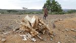 Potret Kaum Perempuan di Kenya Cari Air Saat Kekeringan Parah Melanda