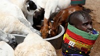Ternak adalah tulang punggung perekonomian Kenya dan banyak warga yang sangat bergantung padanya.