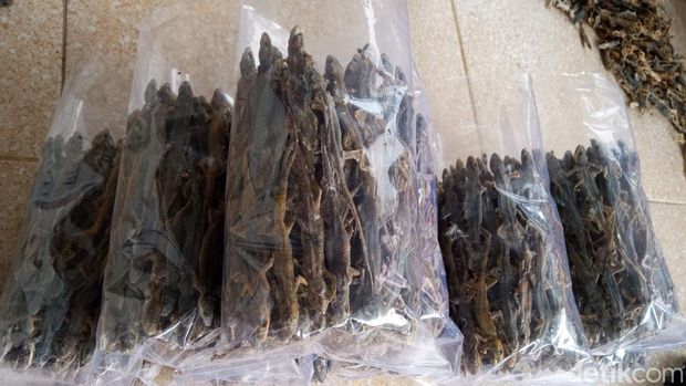 Produksi cicak kering di Cirebon