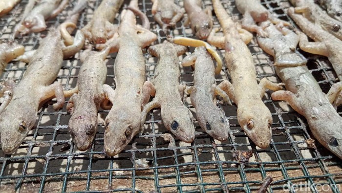 Produksi cicak kering di Cirebon