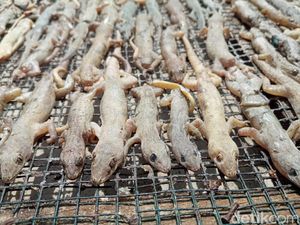8 Manfaat Cicak Kering, Obati Penyakit Kulit hingga Kanker