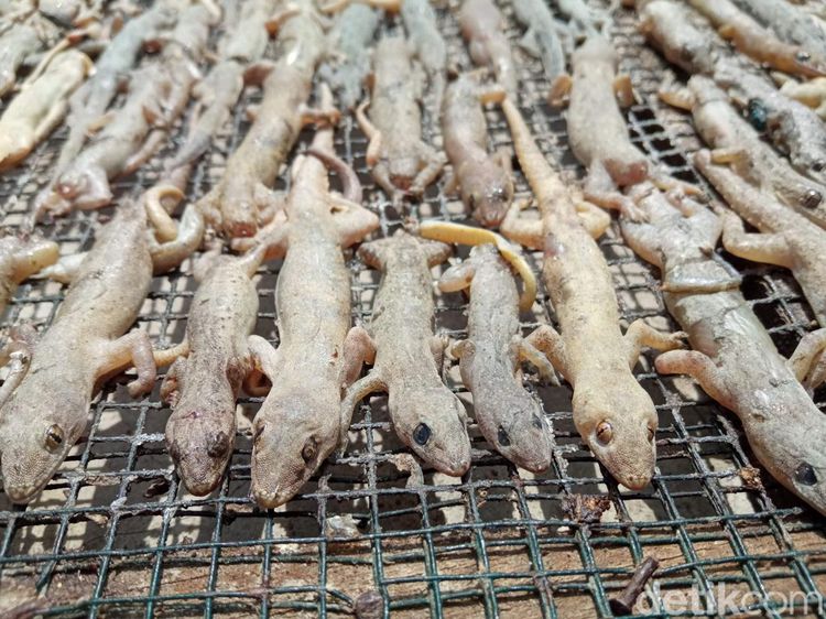 Snapshot: Omzet Sultan Pebisnis Cicak Kering dari Cirebon