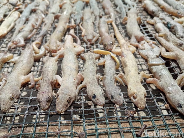 Produksi cicak kering di Cirebon