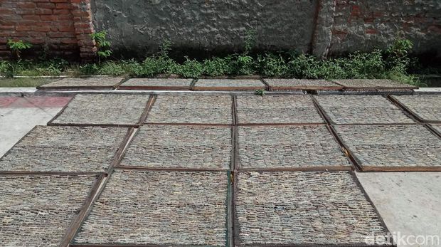 Produksi cicak kering di Cirebon