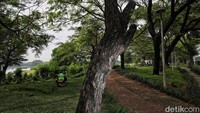 Pemprov DKI Jakarta berencana memperluas ruang terbuka hijau (RTH) di daerah penyangga karena keterbatasan lahan.