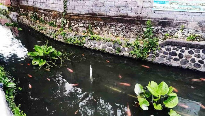 Sungai Grodogan yang dihuni ikan hias ala Jepang di Banjar Gunung, Kelurahan Pemogan, Denpasar, Kamis (22/7/2022).