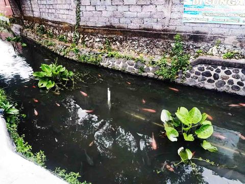 Sungai Grodogan yang dihuni ikan hias ala Jepang di Banjar Gunung, Kelurahan Pemogan, Denpasar, Kamis (22/7/2022).
