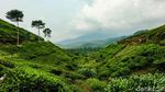 Surga Wisata Tersembunyi di Malasari, Ubud-nya Bogor