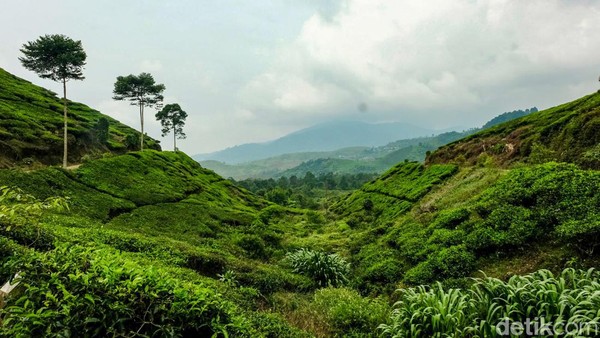 Berada dikelilingi perkebunan teh Nirmala, wisatawan bisa melihat matahari terbit dengan pemandangan gunung jika cuaca cerah. Perkebunan teh seluas sekitar 900 hektare ini adalah peninggalan masa kolonial Belanda yang kini dikelola perusahaan dalam negeri. 