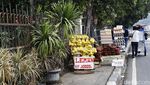 Duh... Trotoar di Jalan Raya Bogor Kramat Jati Dikuasai Pedagang Buah