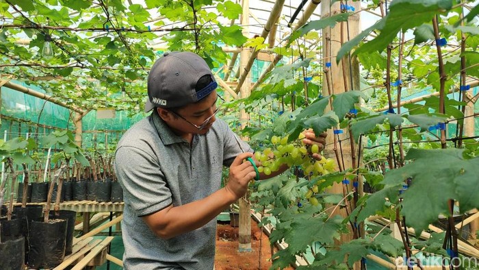 Budi daya anggur di Ciamis