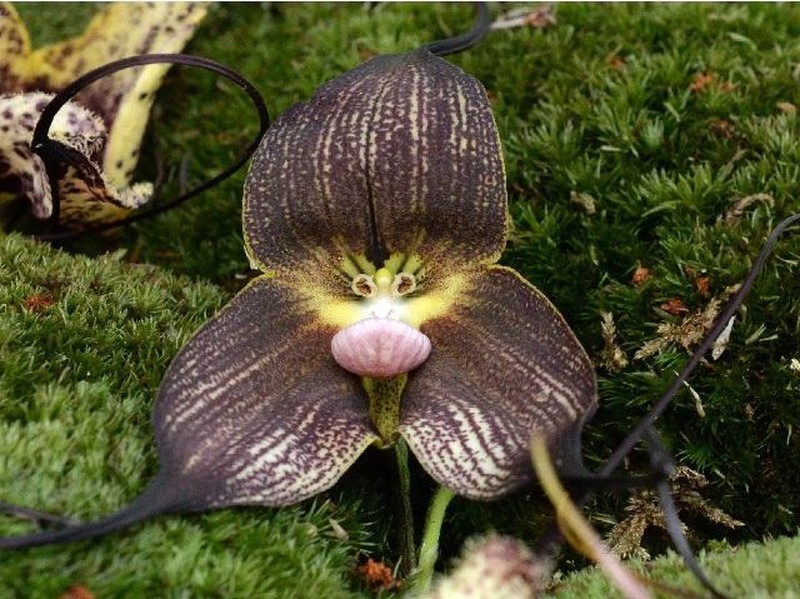 Foto ilusi optik alam