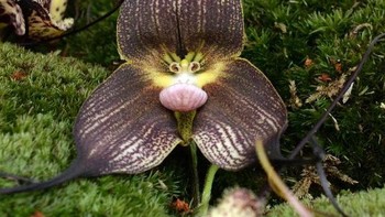 Bunga marah. Foto: Reddit