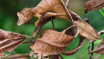 Daun atau bunglon? Foto: Reddit